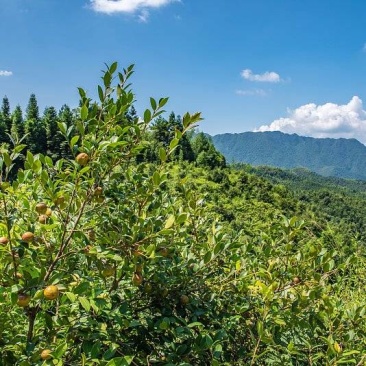 山茶油