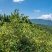山茶油