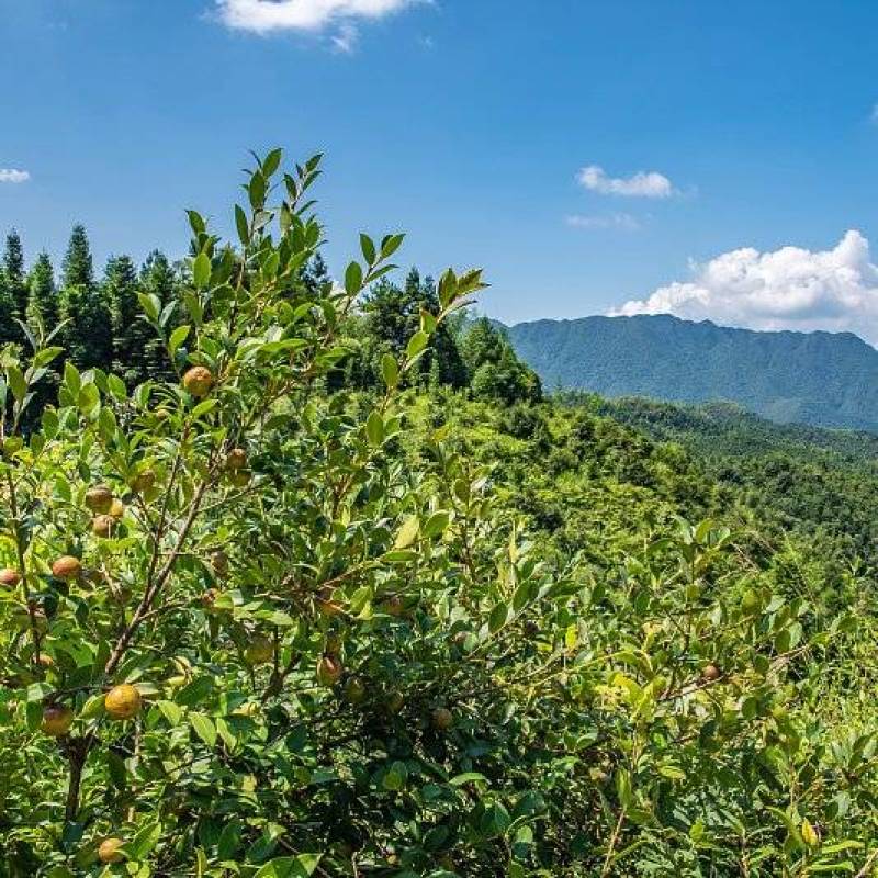 山茶油