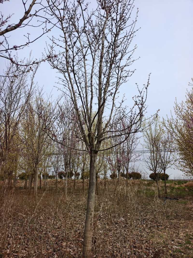 巨紫荆基地，价格美丽，一手货源，干直茂圆，保证成活率