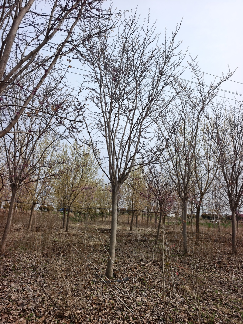 巨紫荆基地，价格美丽，一手货源，干直茂圆，保证成活率