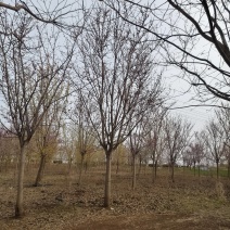 巨紫荆基地，价格美丽，一手货源，干直茂圆，保证成活率
