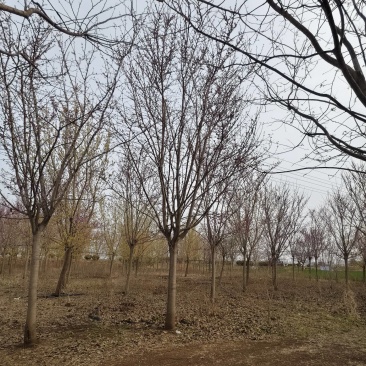 巨紫荆基地，价格美丽，一手货源，干直茂圆，保证成活率