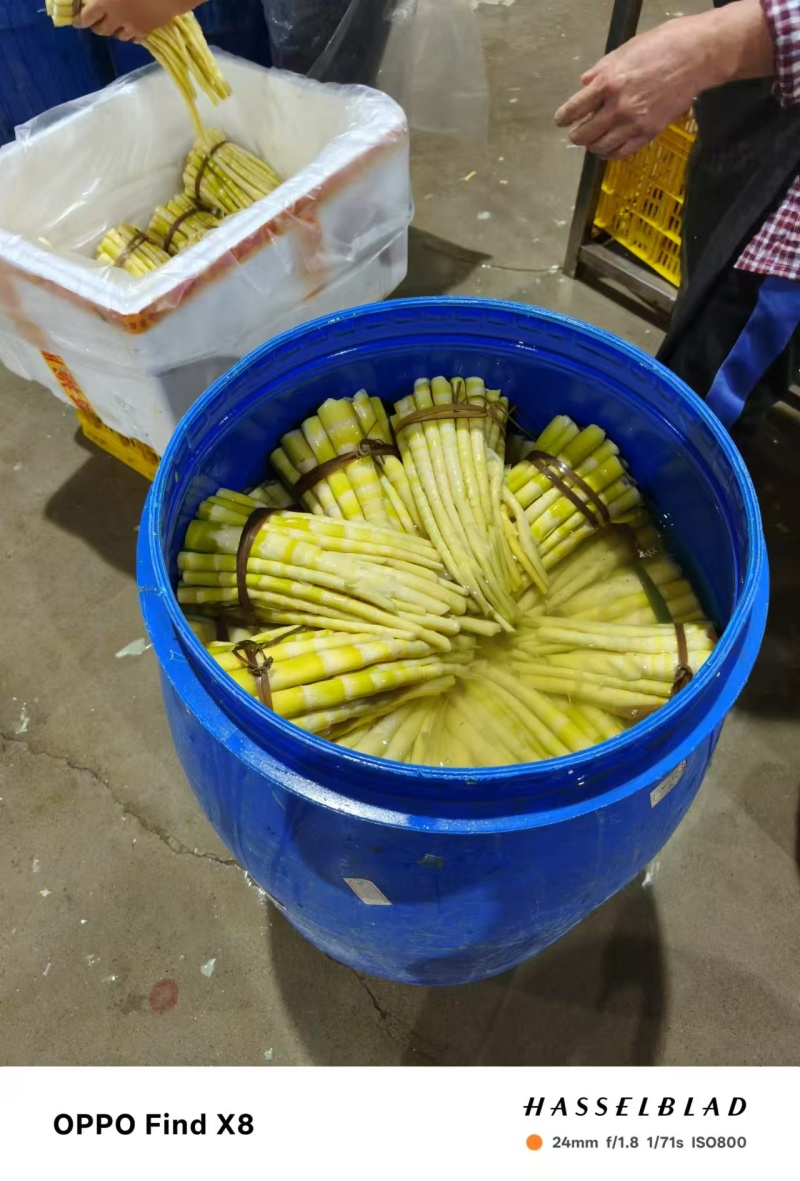 广西高山小竹笋，全国发货，价格优惠，视频实地看货