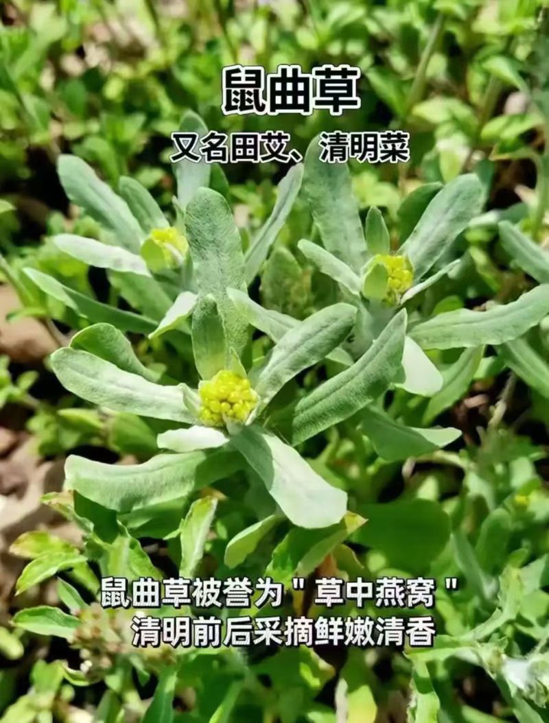 水蜜花粑，艾叶粑