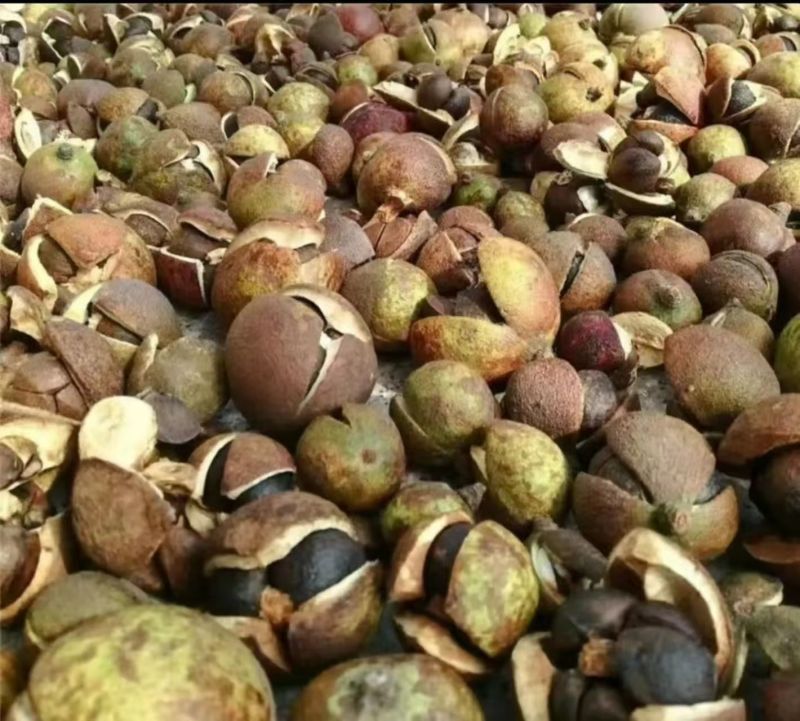 山茶油