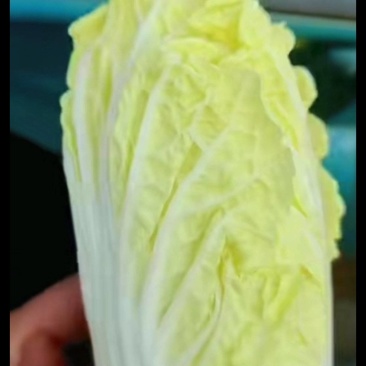 娃娃菜
