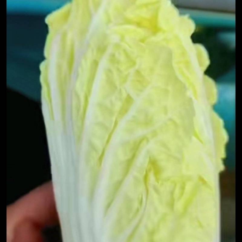 娃娃菜