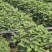 山东济宁泗水县烟薯25红薯苗品质保证诚信经营欢迎