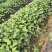 山东济宁泗水县烟薯25红薯苗品质保证诚信经营欢迎