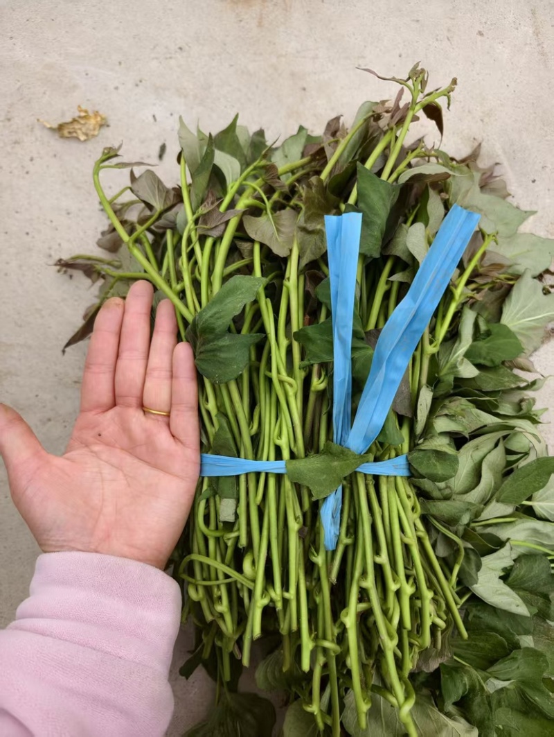 山东济宁泗水县西瓜红红薯苗品质保证诚信经营欢迎老板预定