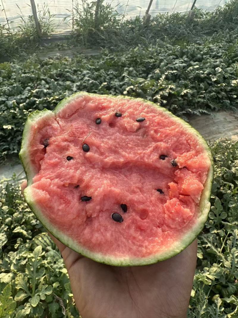山东精品小糖丸西瓜地头采摘发货质优量大全国可发