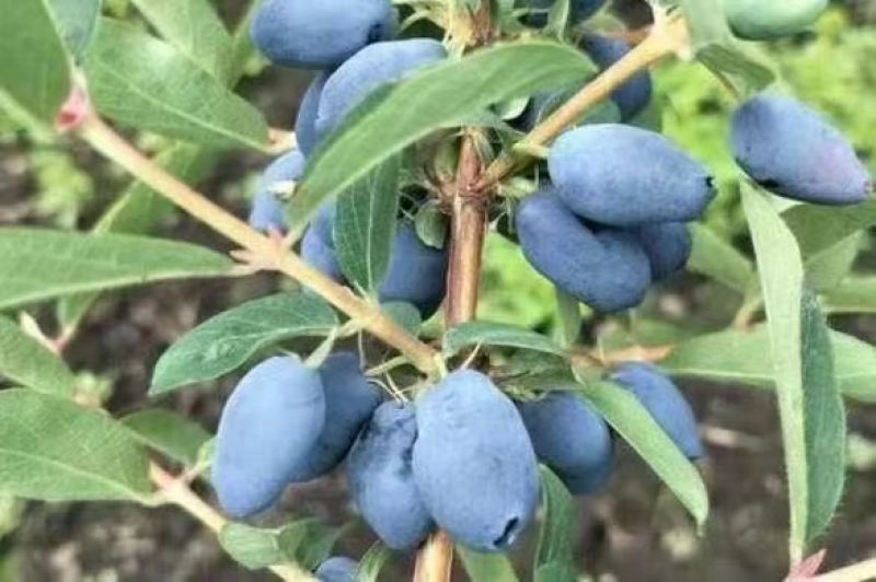 成品李子果树早熟早黄果树，中熟吉盛，晚熟绥李三号蓝靛果树