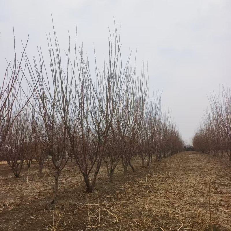 成品李子果树早熟早黄果树，中熟吉盛，晚熟绥李三号蓝靛果树
