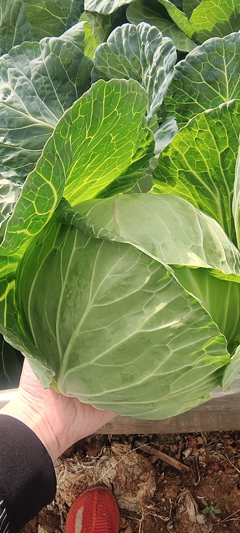 莲花白一手货源，质量保证，可视频看货，支持电商一件代发