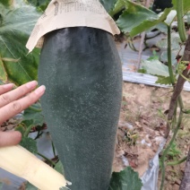 冬瓜