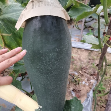 冬瓜