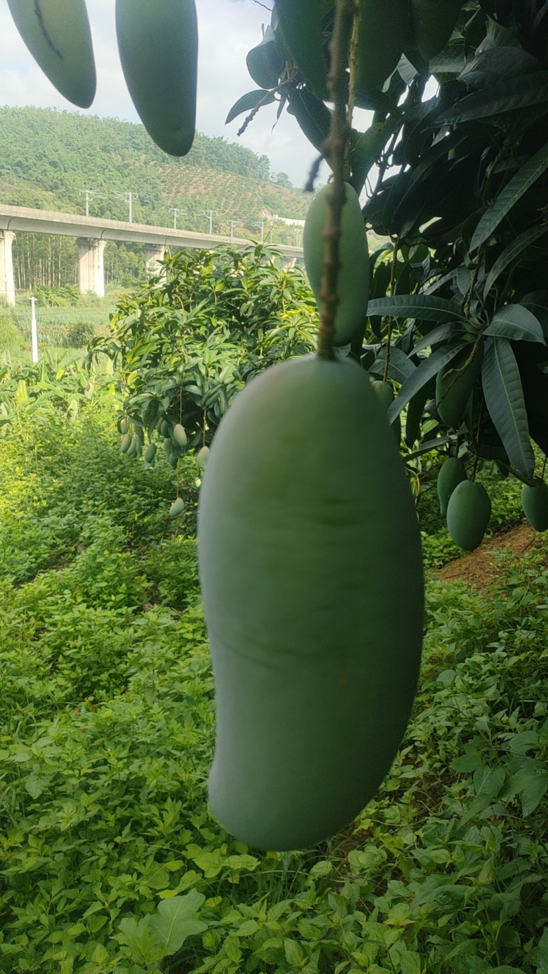 大青芒