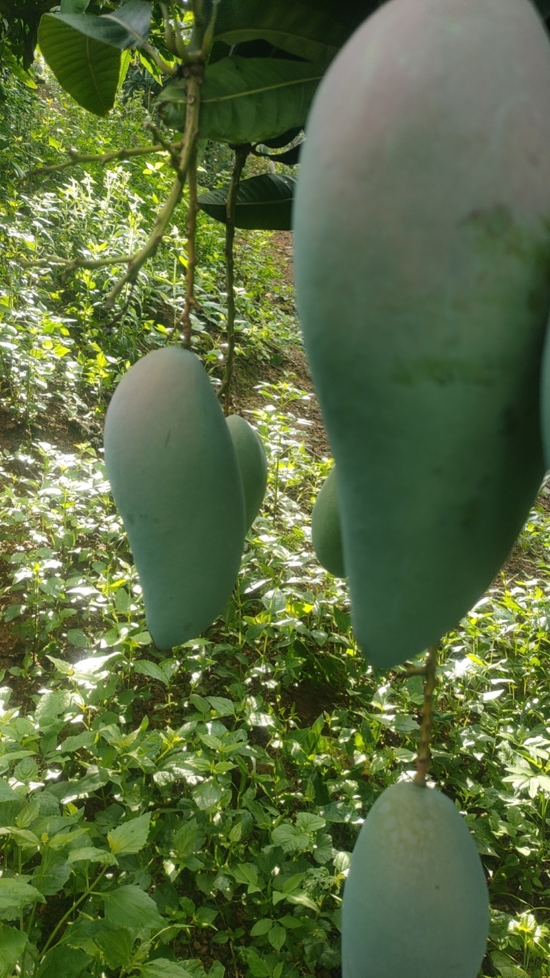 大青芒