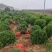 桧柏球、刺柏球、松树球、河南桧柏树、河南桧柏球基地