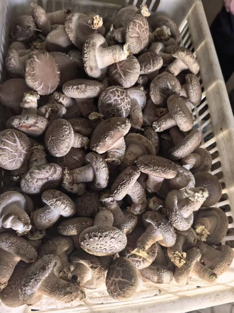 卖各种香菇