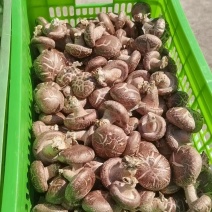 卖各种香菇