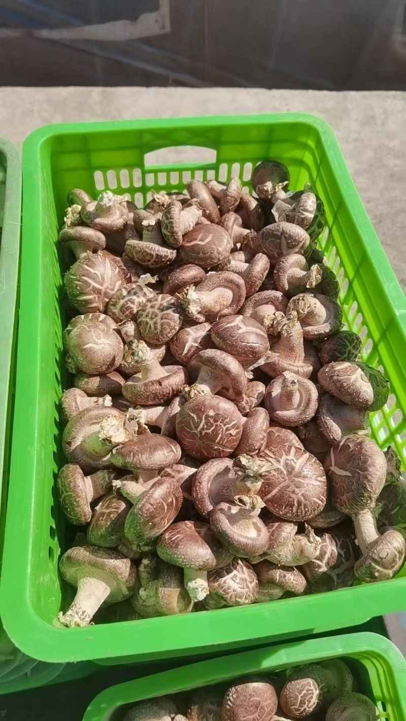 卖各种香菇