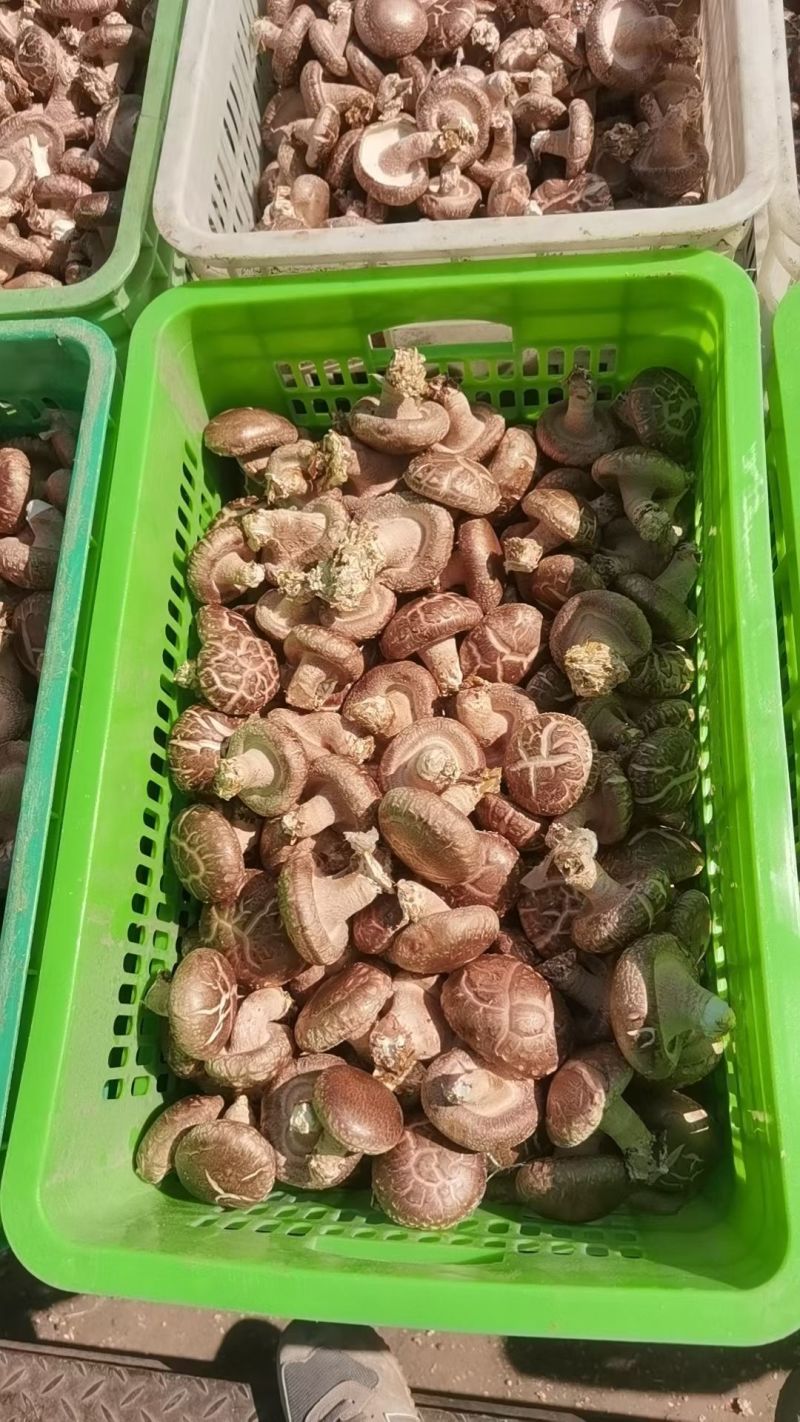 卖各种香菇