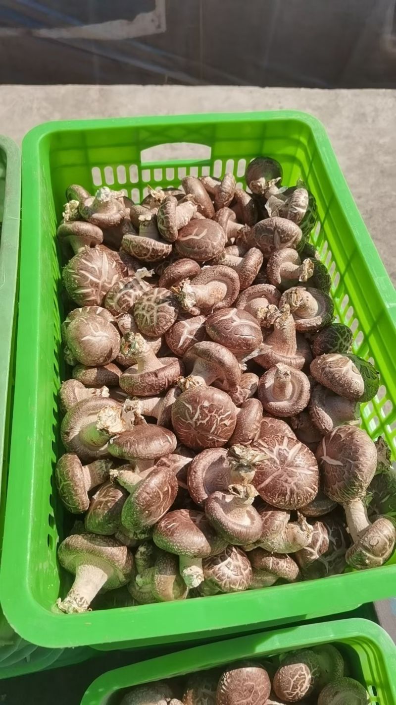 卖各种香菇