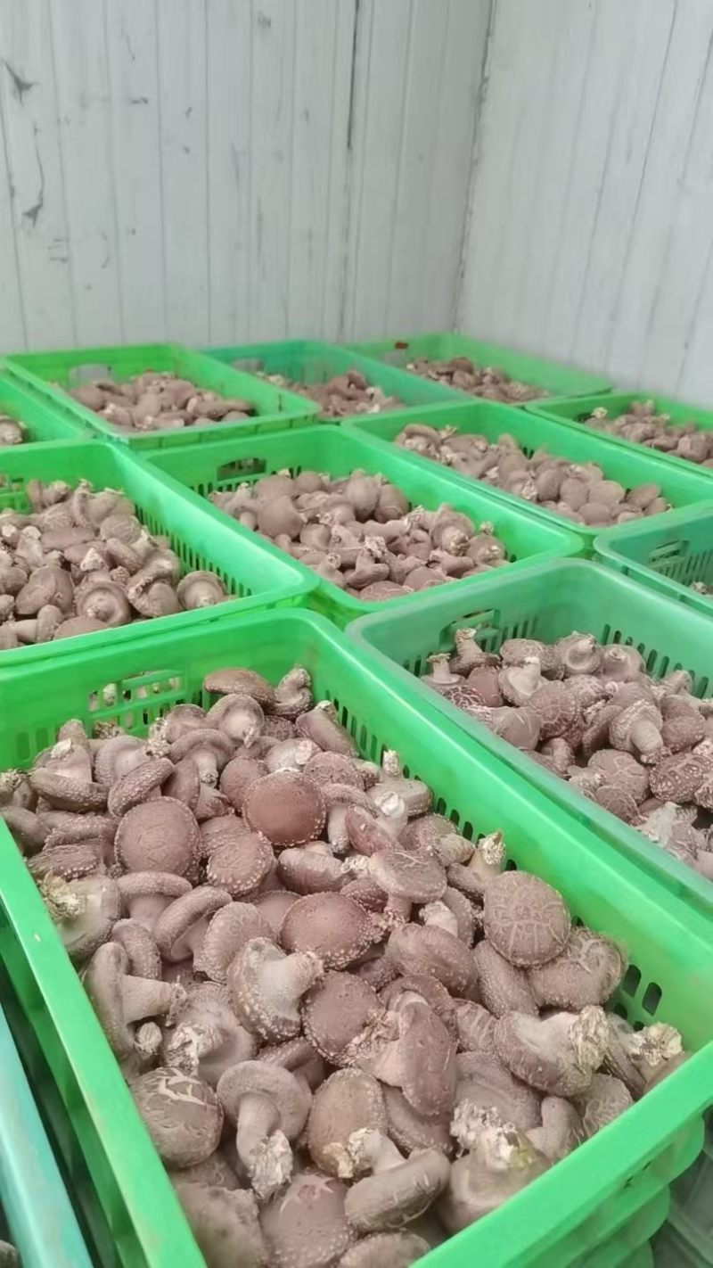 卖各种香菇