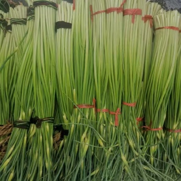 精品白帽蒜苔产地大量上市供应需要的老板请联系