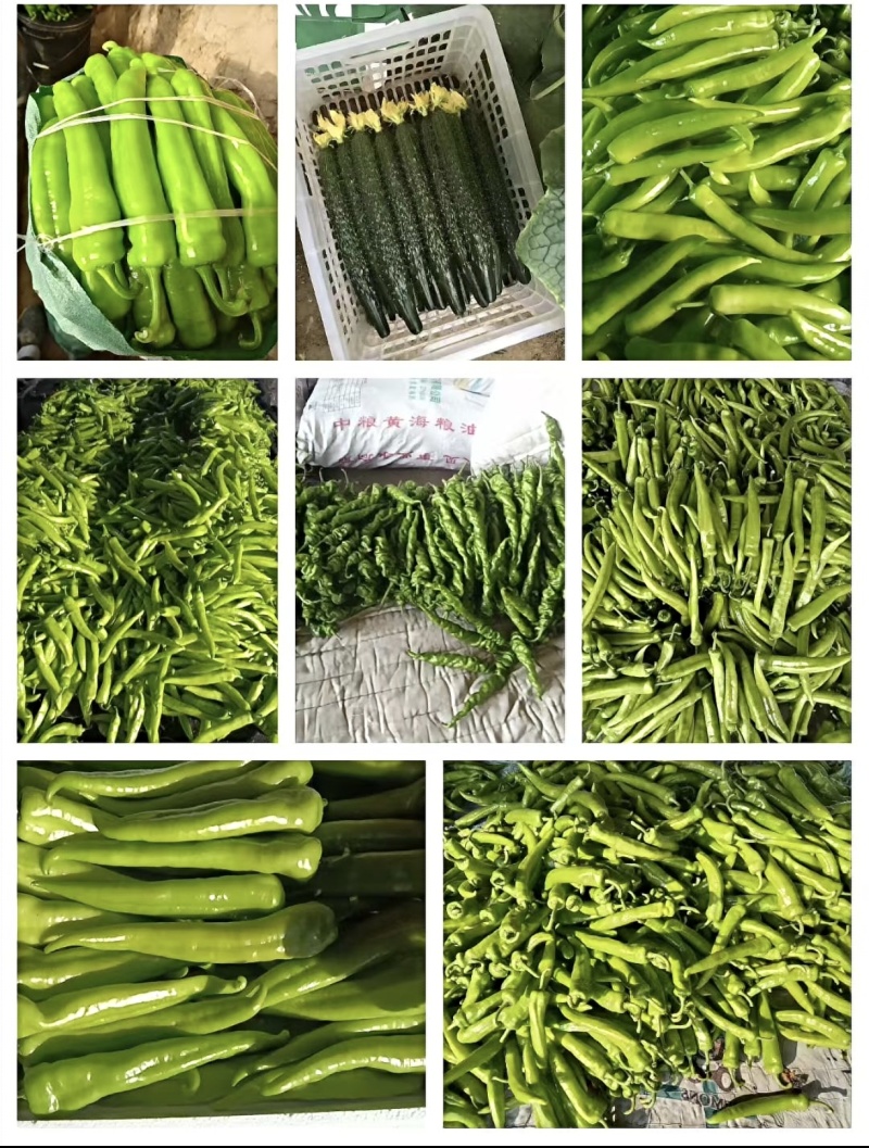 黄皮尖椒支持超市采购市场购销现货供应中欢迎咨询