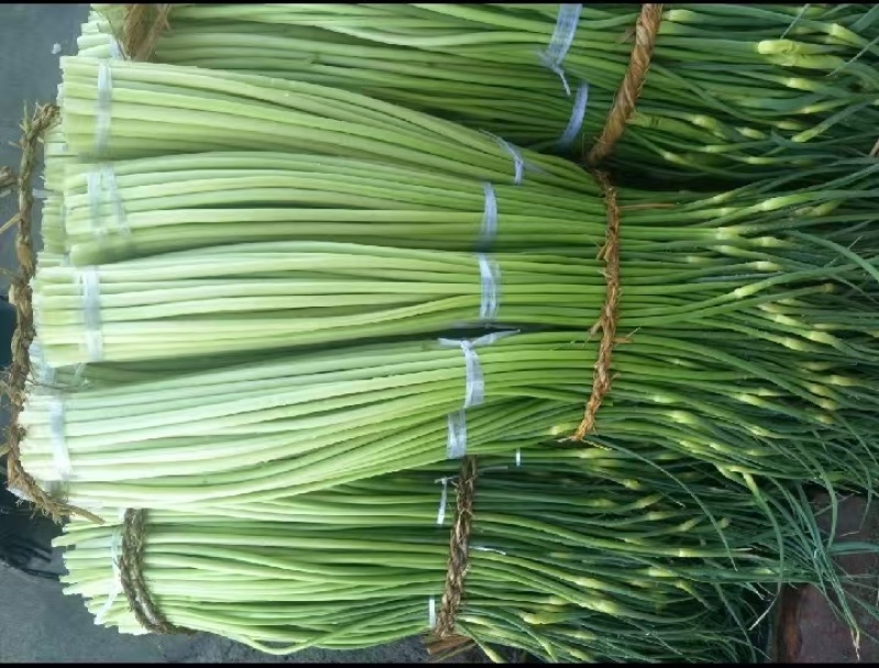精品白帽蒜苔产地大量上市供应需要的老板请联系