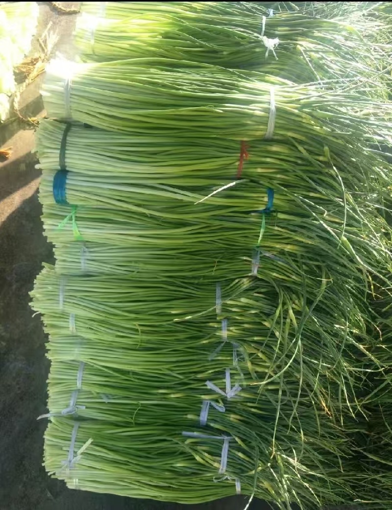 精品白帽蒜苔产地大量上市供应需要的老板请联系