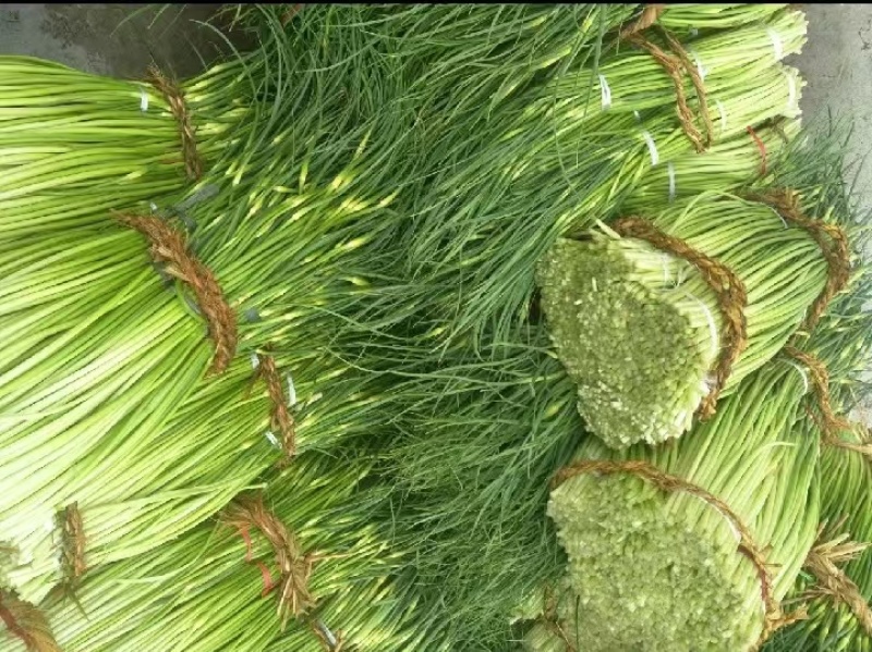 精品白帽蒜苔产地大量上市供应需要的老板请联系