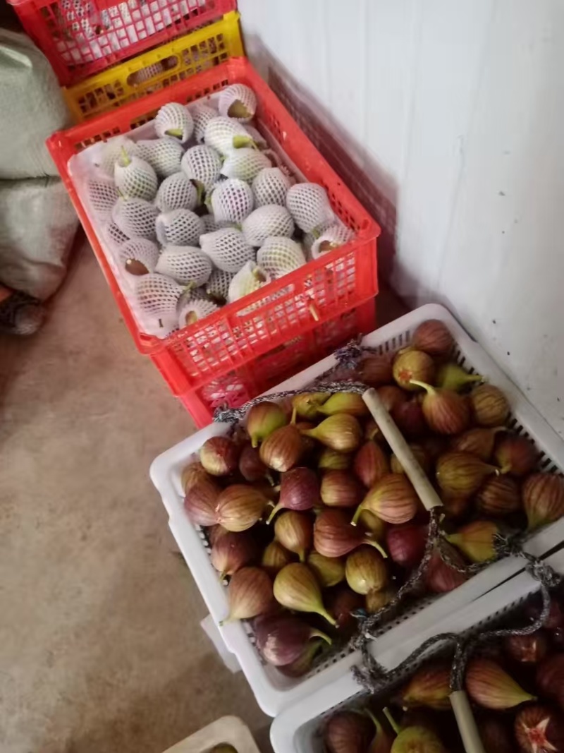 无花果基地芭劳奈全年有货有需要的联系