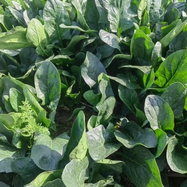 菠菜大量上市，有7万多斤，要的联系