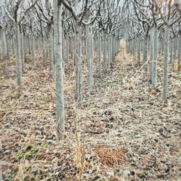 绚丽海棠，5-15公分，山东沂源发货