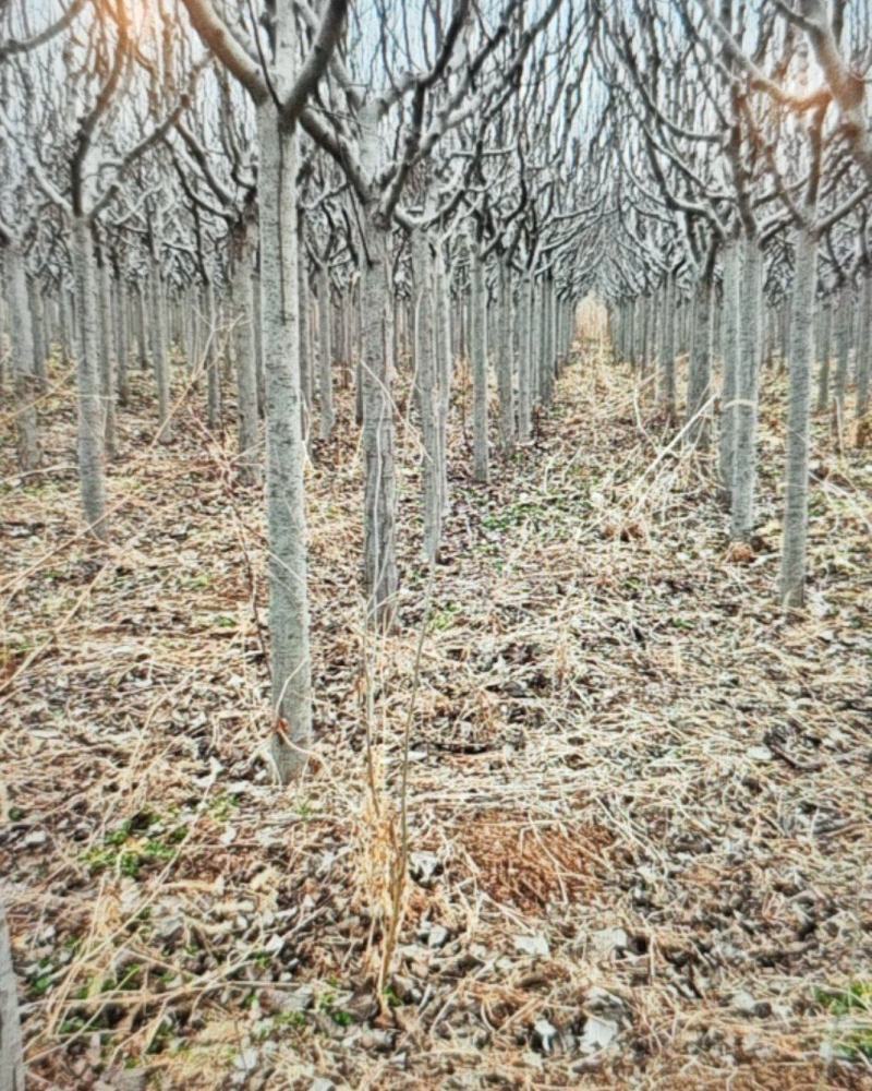 绚丽海棠，5-15公分，山东沂源发货
