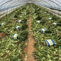 精品红尖叶香莴苣一手货源产地直发质量保证全国发货