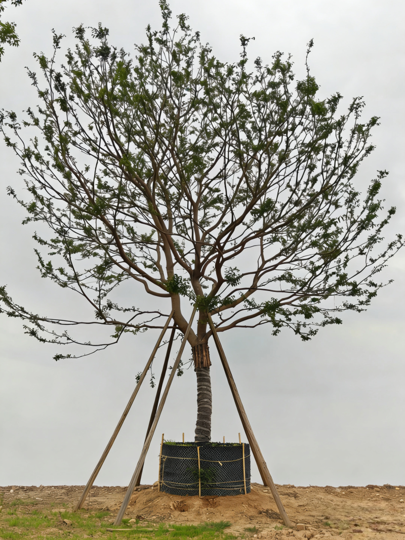 南宁精品朴树假植苗大量供应，