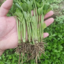芹菜苗，优质法国皇后芹菜苗，大量供应，西芹苗，货源充足