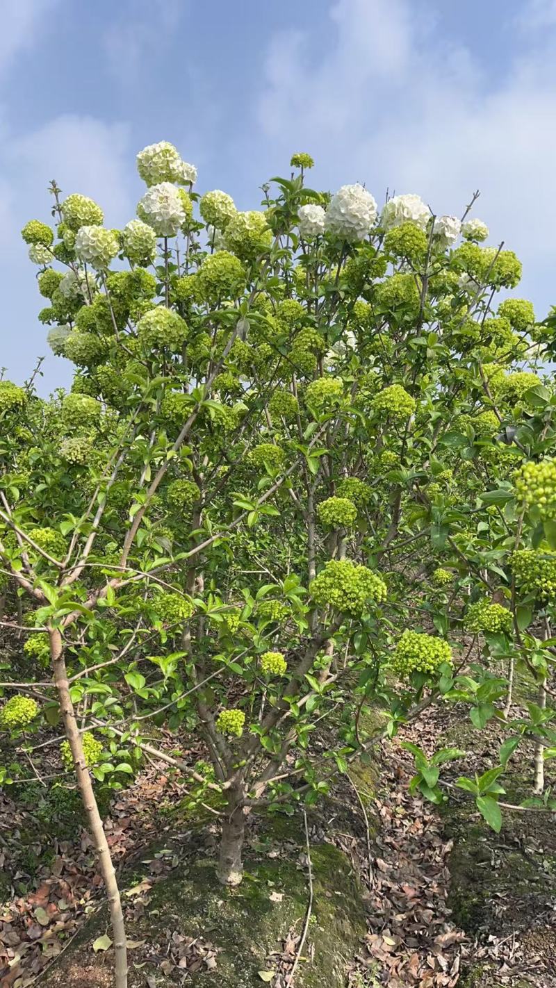 中华木绣球地径:3cm、4cm、5cm、6cm，欢迎订购