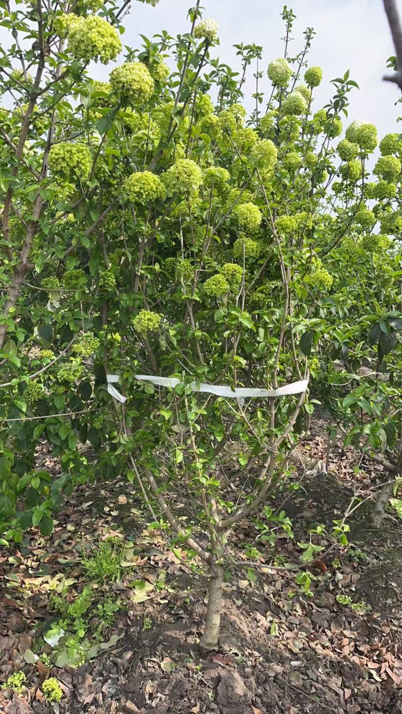中华木绣球地径:3cm、4cm、5cm、6cm，欢迎订购