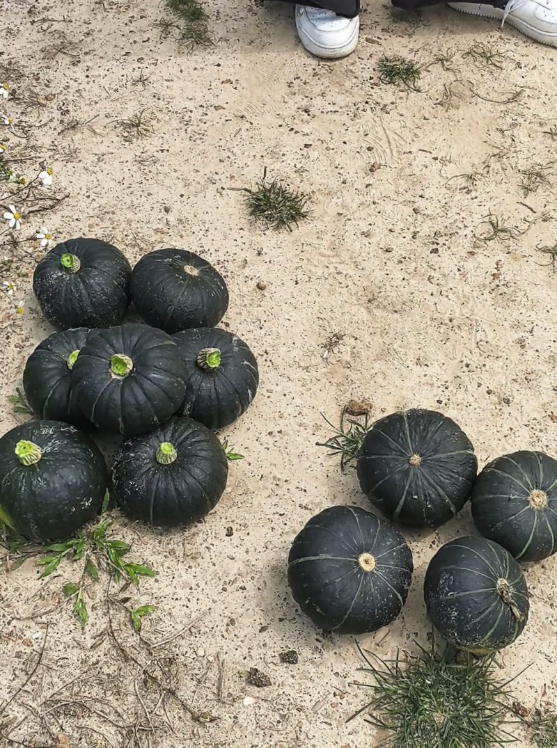 贝贝南瓜爆粉糯无丝