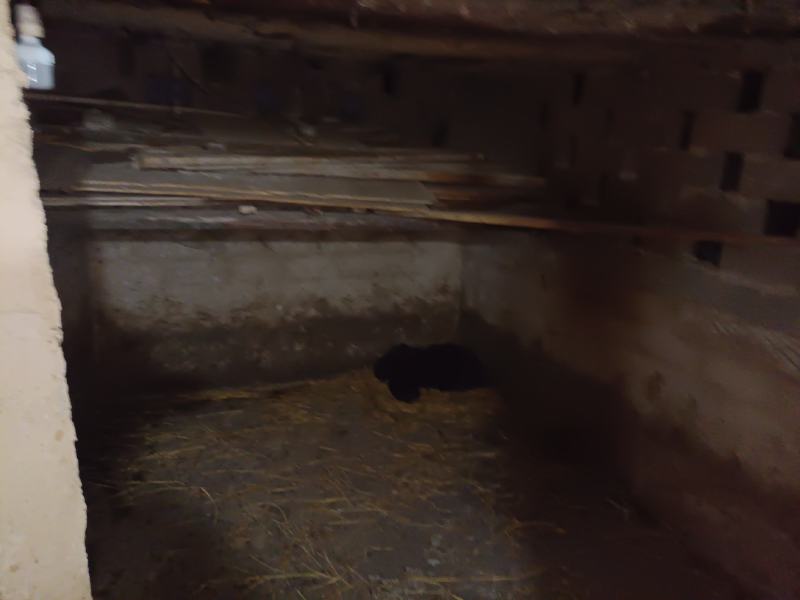农家纯粮食熟食喂养土猪预售
