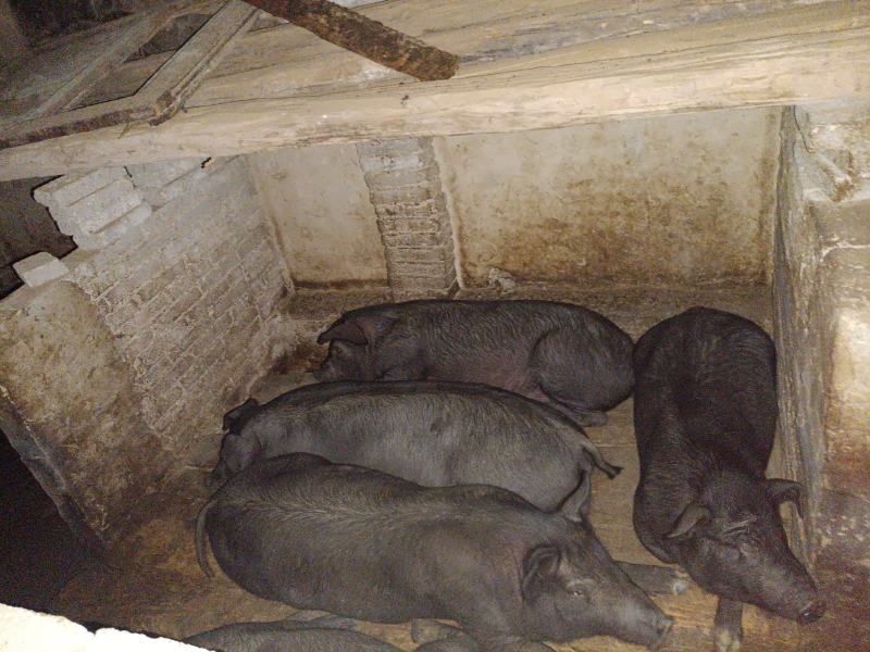 农家纯粮食熟食喂养土猪预售