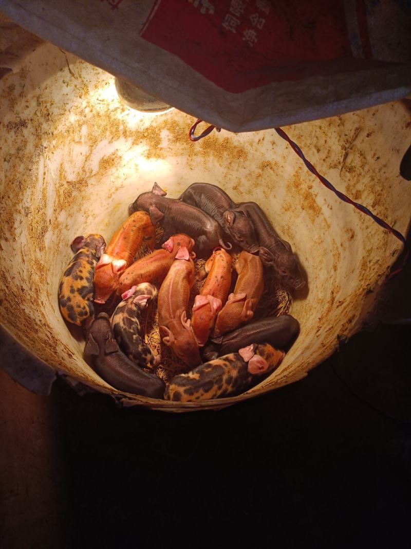 农家纯粮食熟食喂养土猪预售