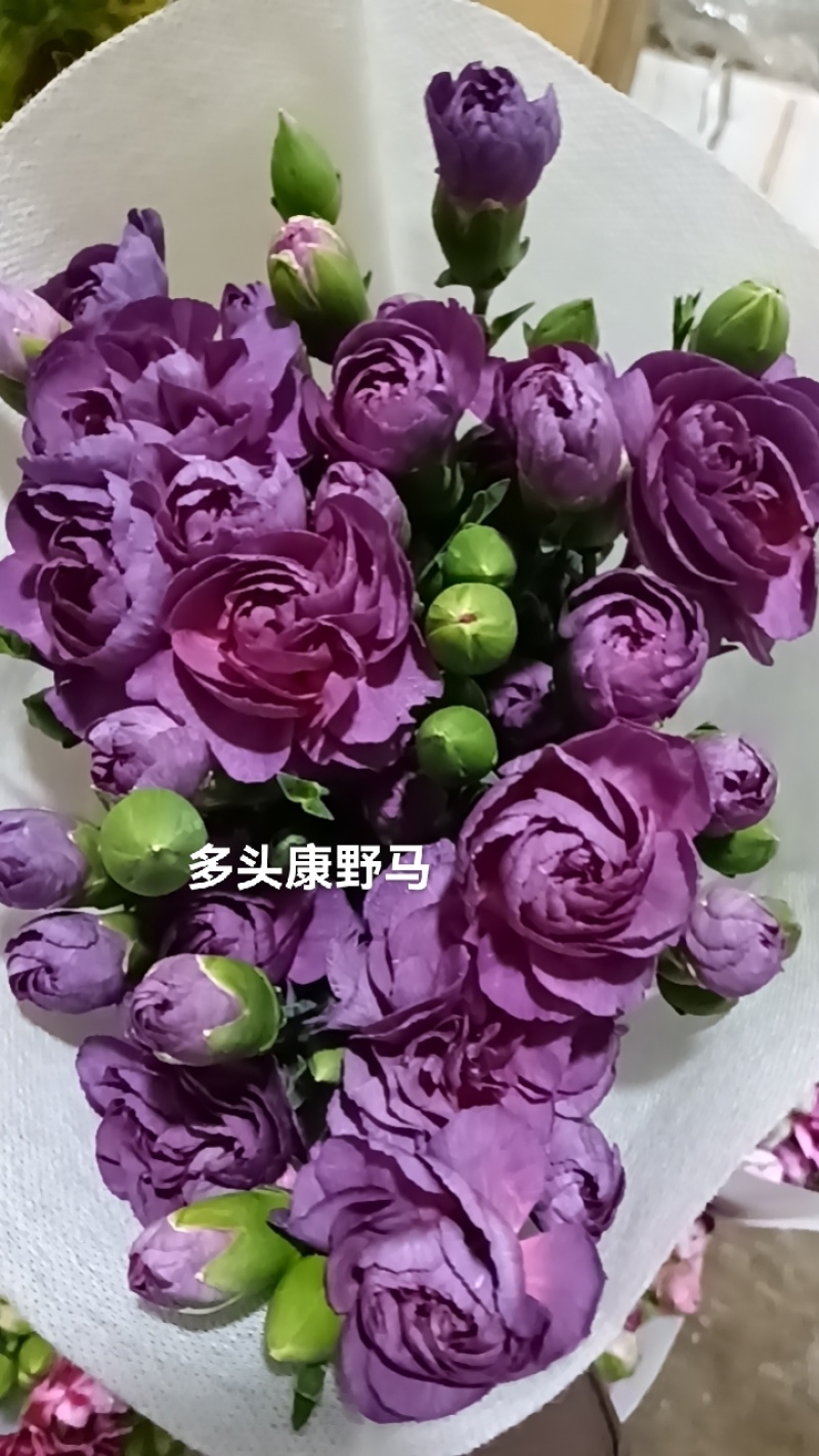 多头康乃馨