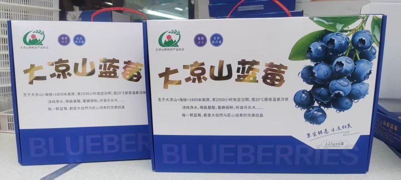 大凉山蓝莓